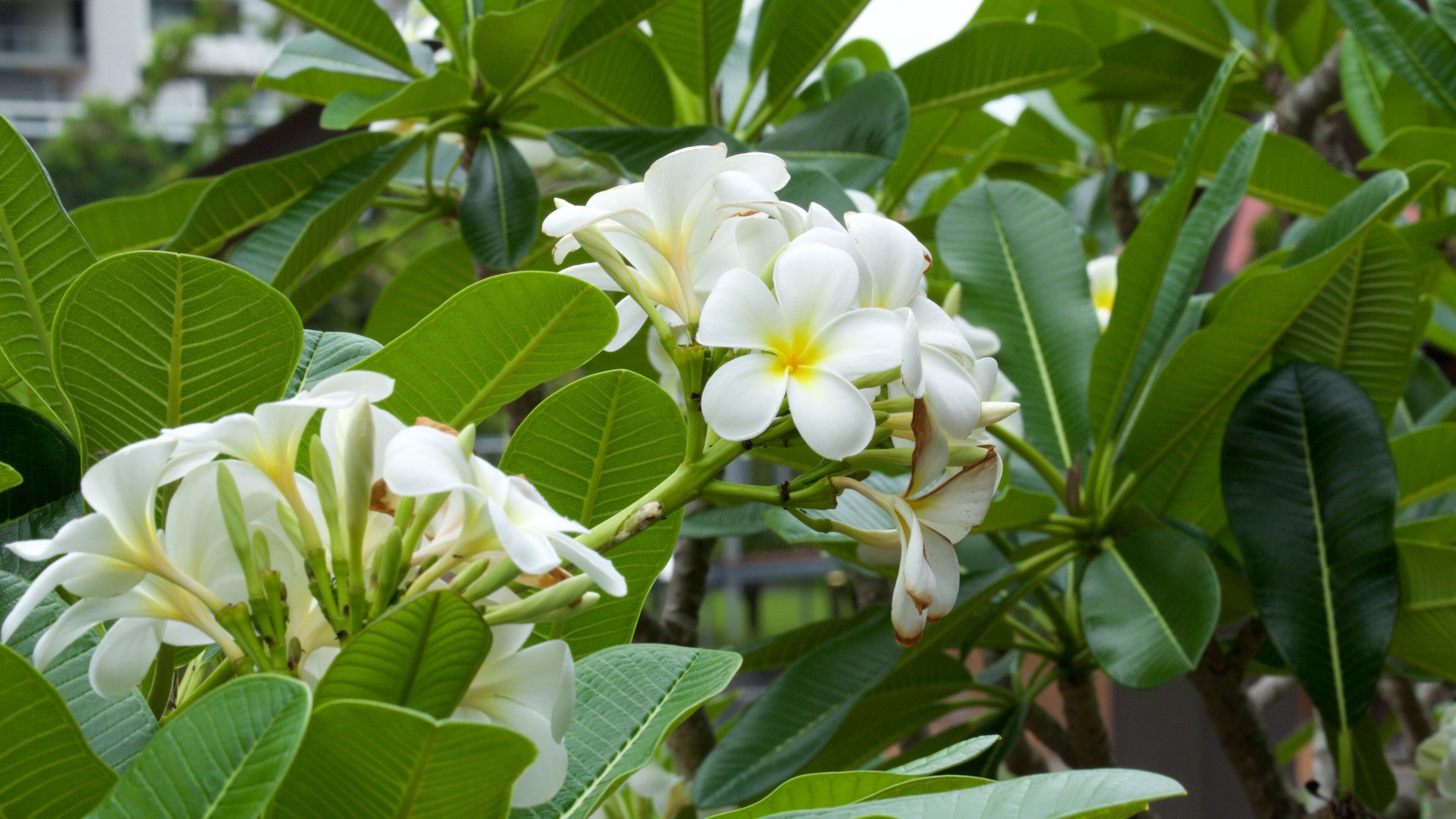 Roma Street Parkland mostrando flores y flores silvestres