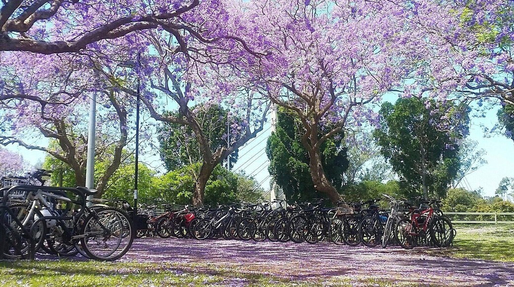 Spring hits Australia in a tidal wave of purple. Urban legend has it, if a Jacaranda flower lands on you, you will fail all your exams #studentlife