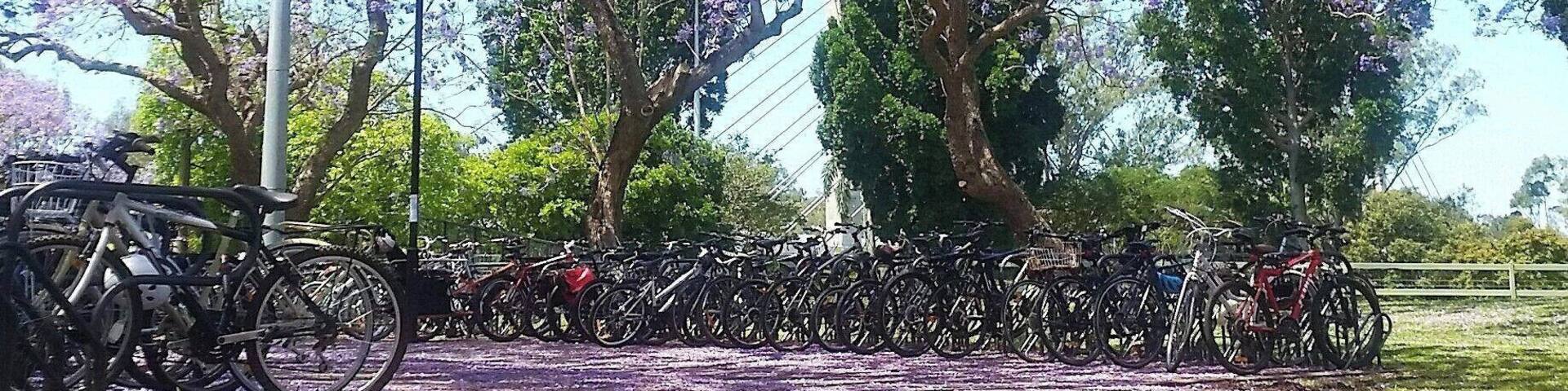 Spring hits Australia in a tidal wave of purple. Urban legend has it, if a Jacaranda flower lands on you, you will fail all your exams #studentlife
