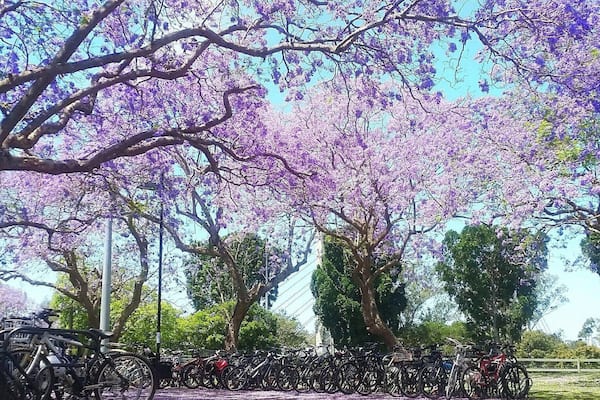 Spring hits Australia in a tidal wave of purple. Urban legend has it, if a Jacaranda flower lands on you, you will fail all your exams #studentlife