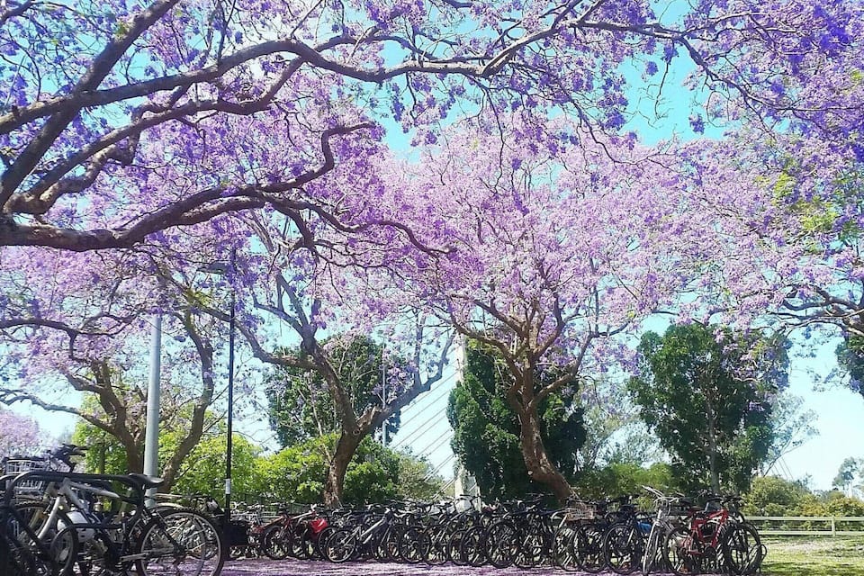 A park with cherry blossom trees and a bicycle parking area.