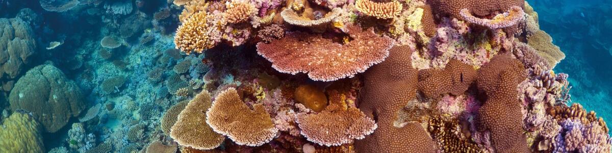 Great Barrier Reef featuring coral as well as an individual femail