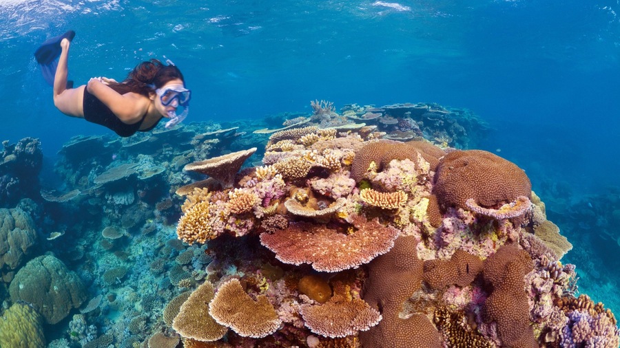 Great Barrier Reef featuring coral as well as an individual femail