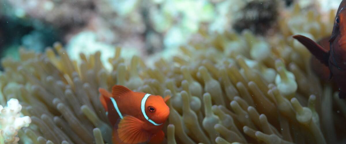 Great Barrier Reef ofreciendo vida marina y coral