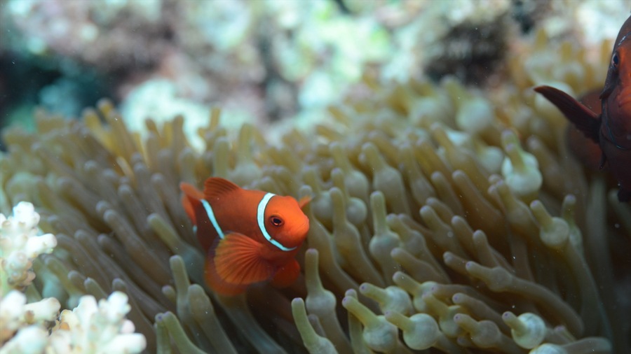 Great Barrier Reef featuring coral and marine life