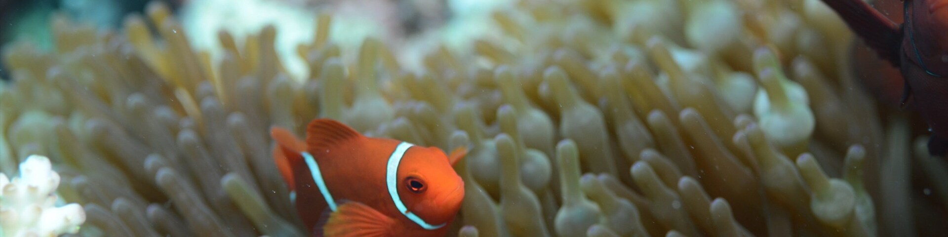Great Barrier Reef which includes marine life and colourful reefs