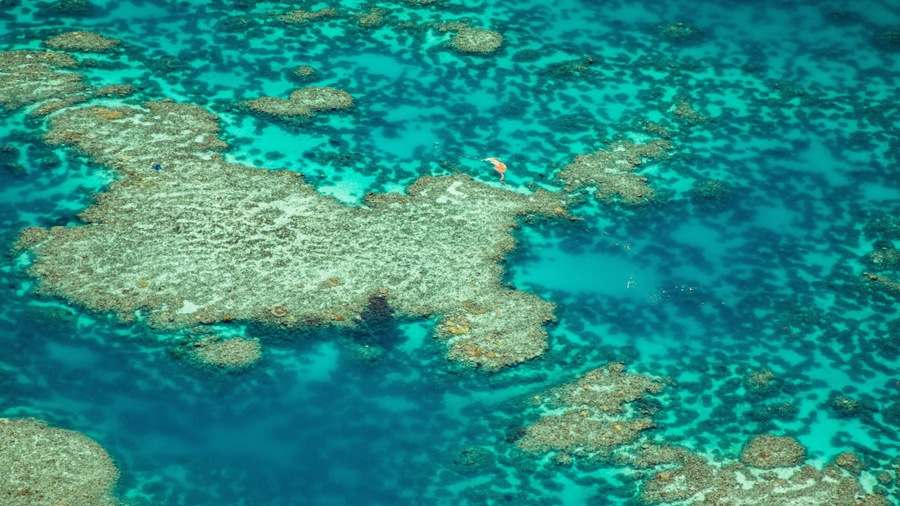 Great Barrier Reef which includes colorful reefs and general coastal views