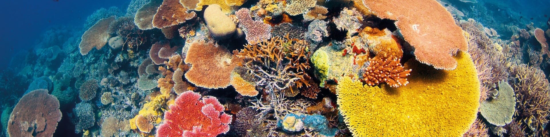 Great Barrier Reef featuring diving, marine life and colorful reefs