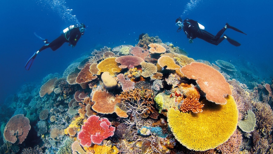 Great Barrier Reef which includes colourful reefs, marine life and scuba diving
