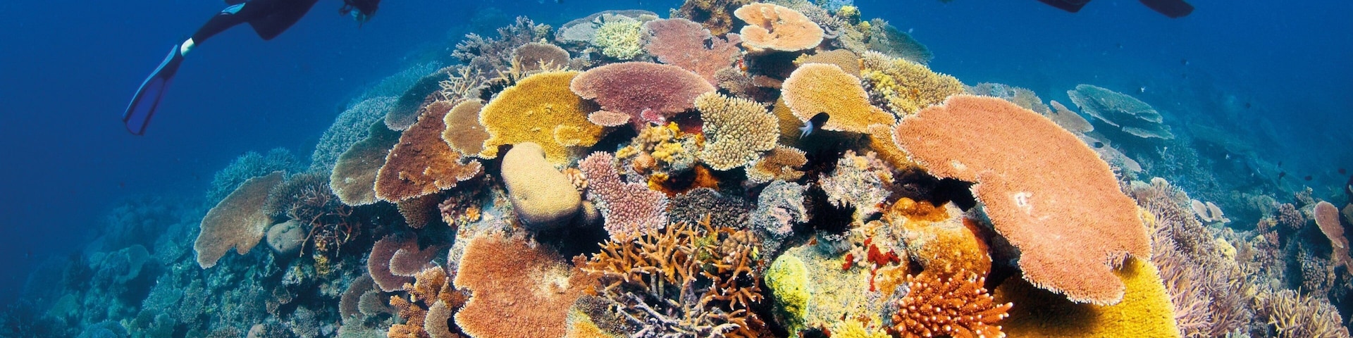 Great Barrier Reef showing scuba diving, marine life and coral