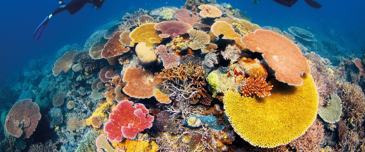 Two scuba divers exploring a vibrant coral reef with various colorful corals and marine life.