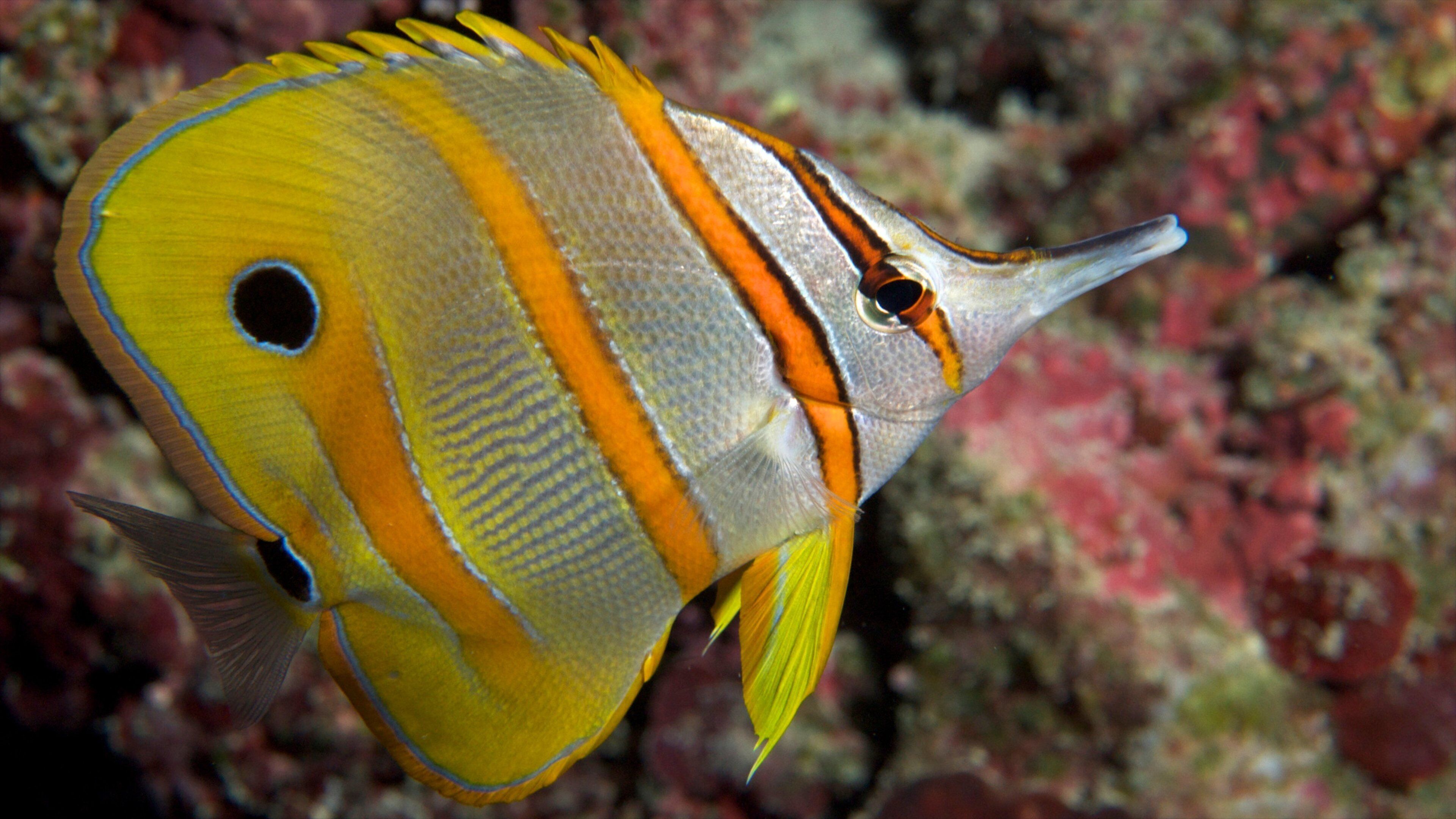 グレート バリア リーフ 表示 海洋生物