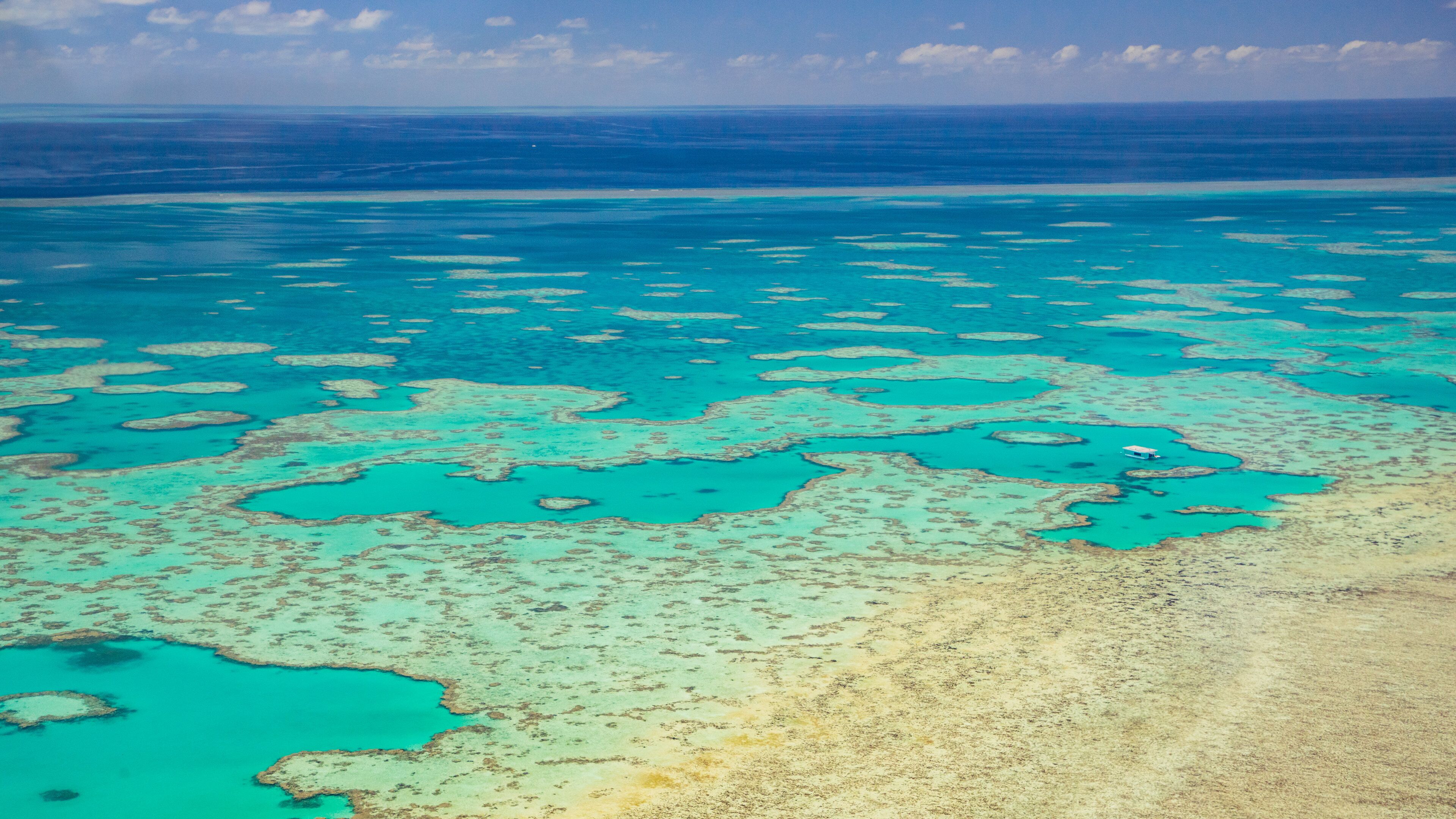 Great Barrier Reef showing coral and general coastal views