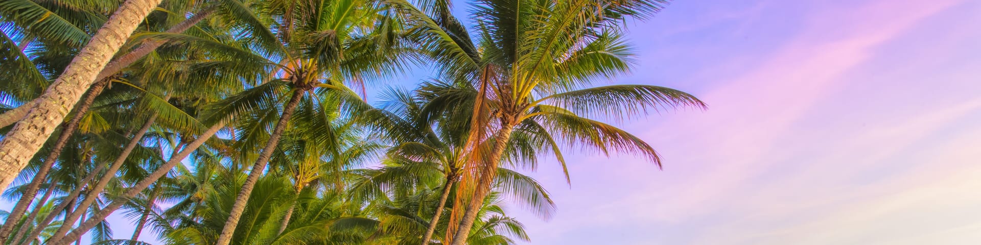 A beach with palm trees and a calm sea.