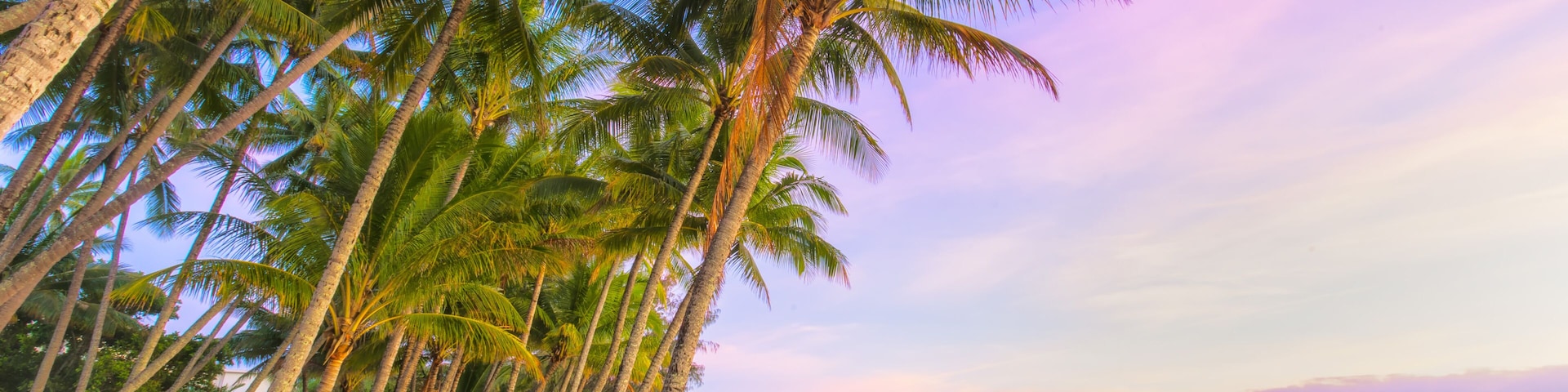 Una playa con palmeras y un mar tranquilo.