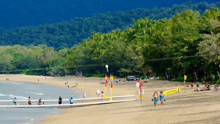 Palm Cove Beach which includes a sandy beach, tropical scenes and swimming
