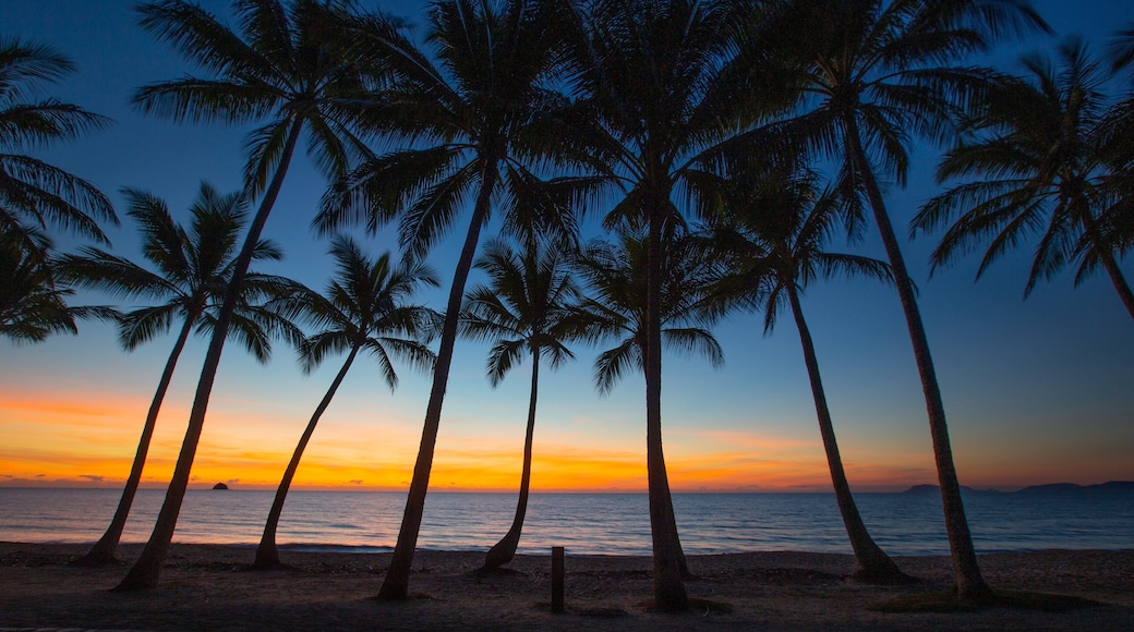 Palm Cove Beach showing general coastal views, tropical scenes and a sunset