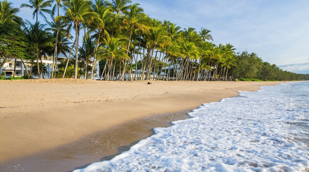 Palm Cove Beach featuring a beach, tropical scenes and general coastal views