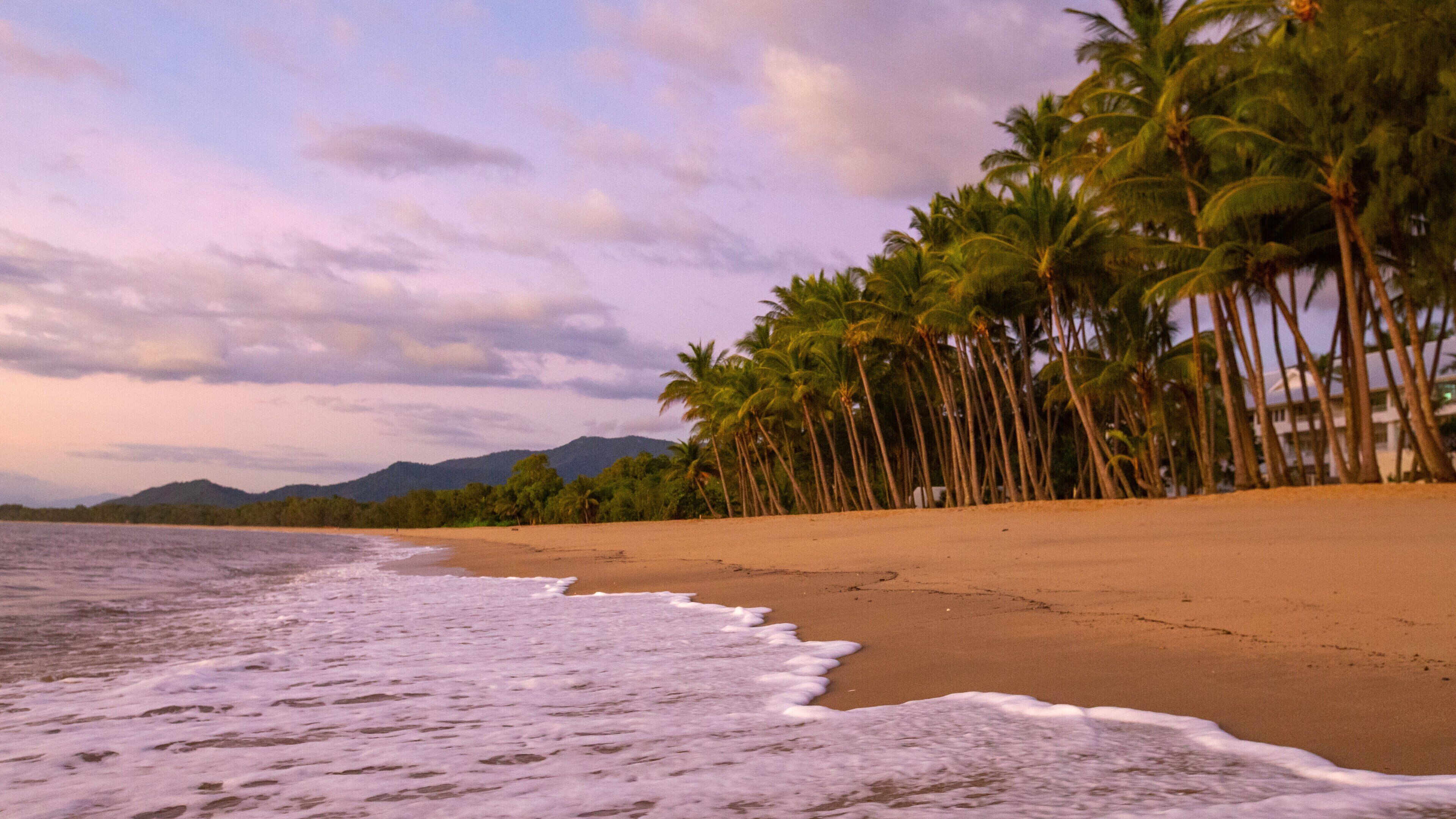 Una playa con palmeras y montañas al fondo.
