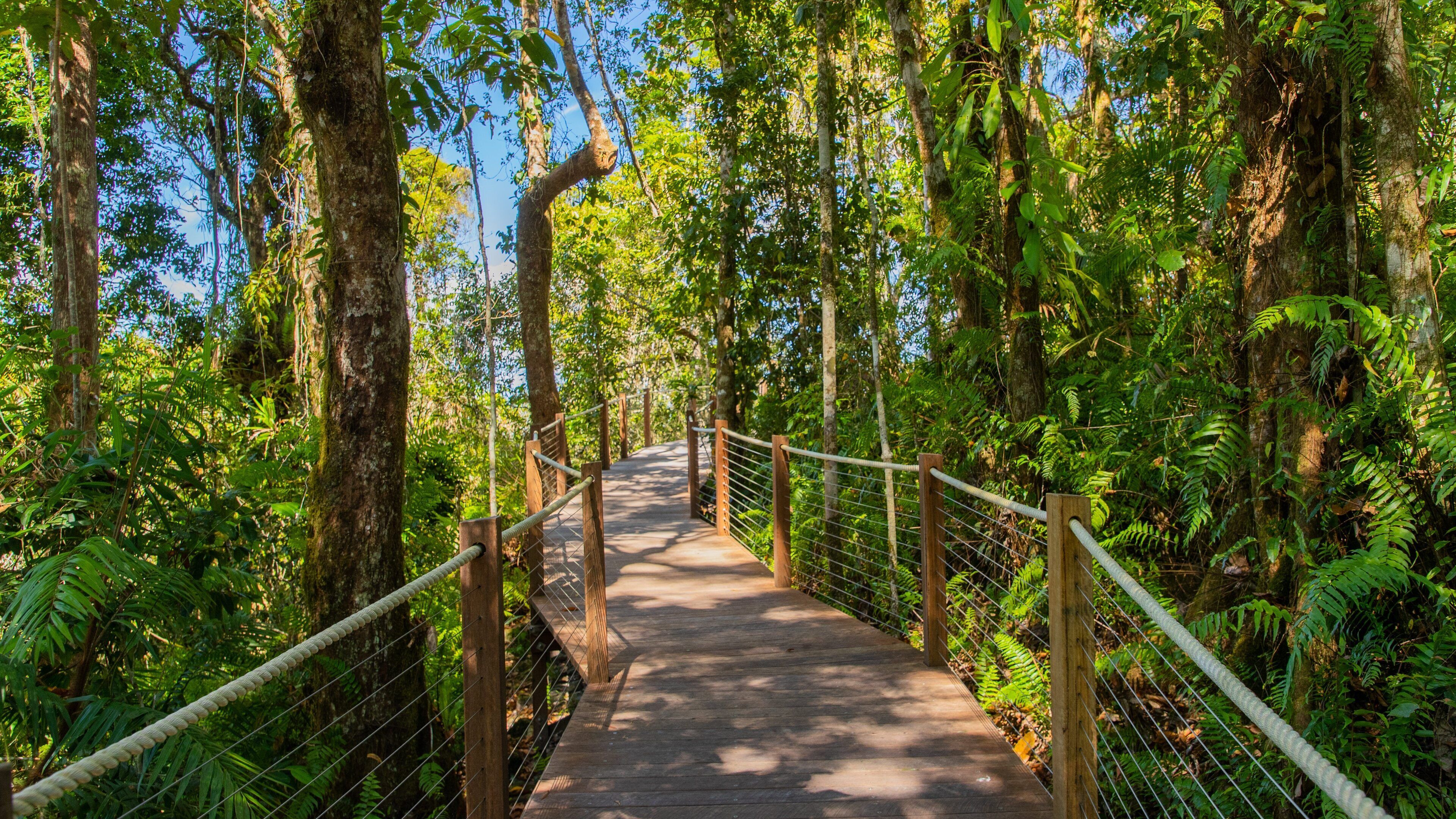 Skyrail Rainforest Cableway showing a bridge and forest scenes