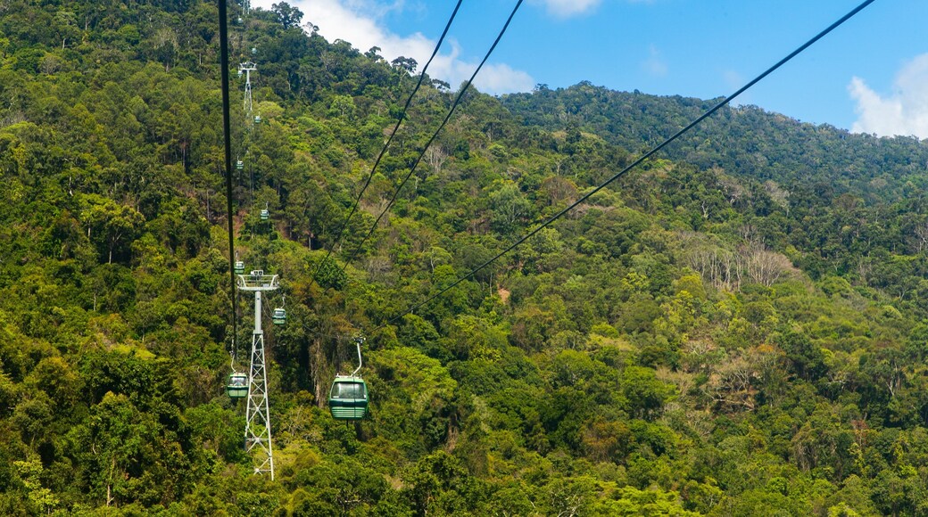 Skyrail Rainforest Cableway featuring tranquil scenes and a gondola