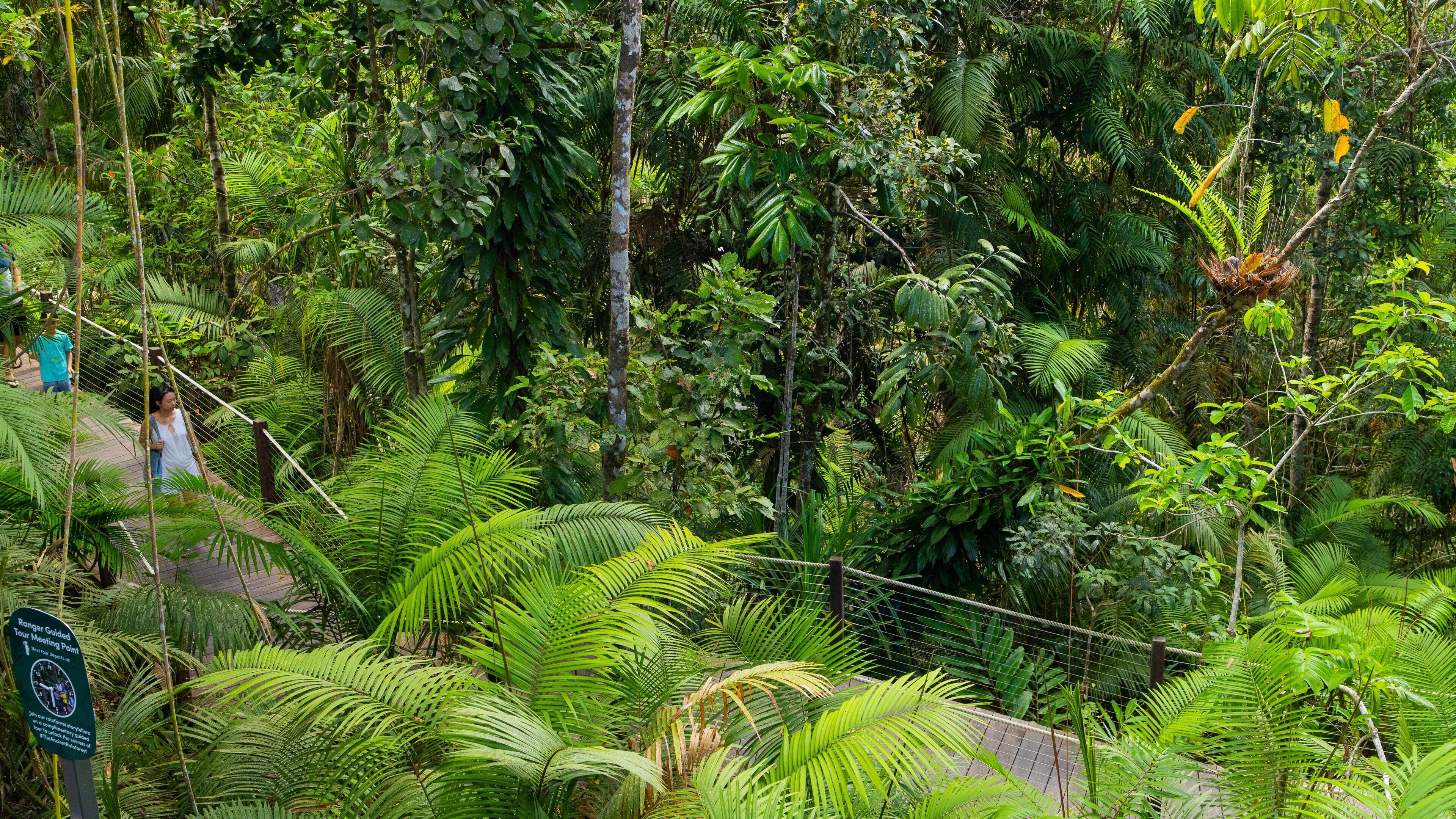 Skyrail Rainforest Cableway