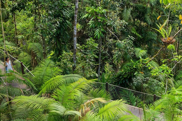 Skyrail Rainforest Cableway