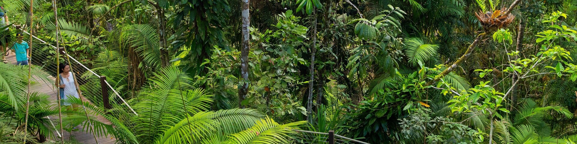 Skyrail Rainforest Cableway