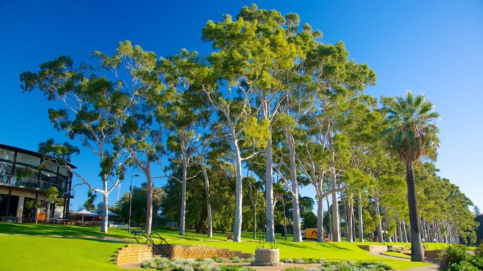 Kings Park and Botanic Garden showing a park and tropical scenes