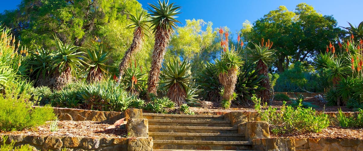 Kings Park and Botanic Garden showing a garden and tropical scenes