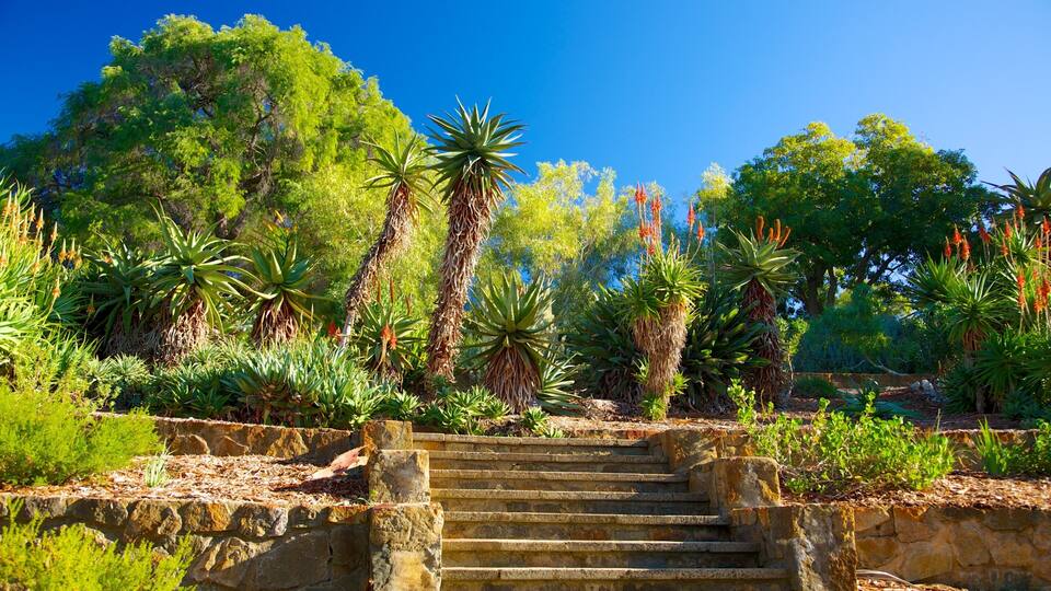 Kings Park and Botanic Garden featuring tropical scenes and a park