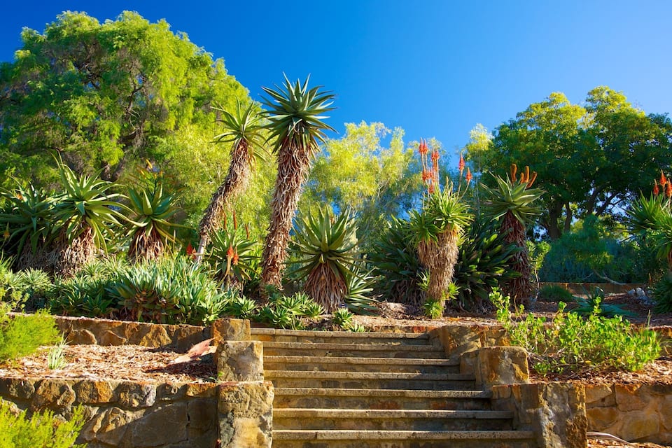 Una escala de pedra que s'eleva cap a un jardí exuberant ple de plantes i arbres diversos.