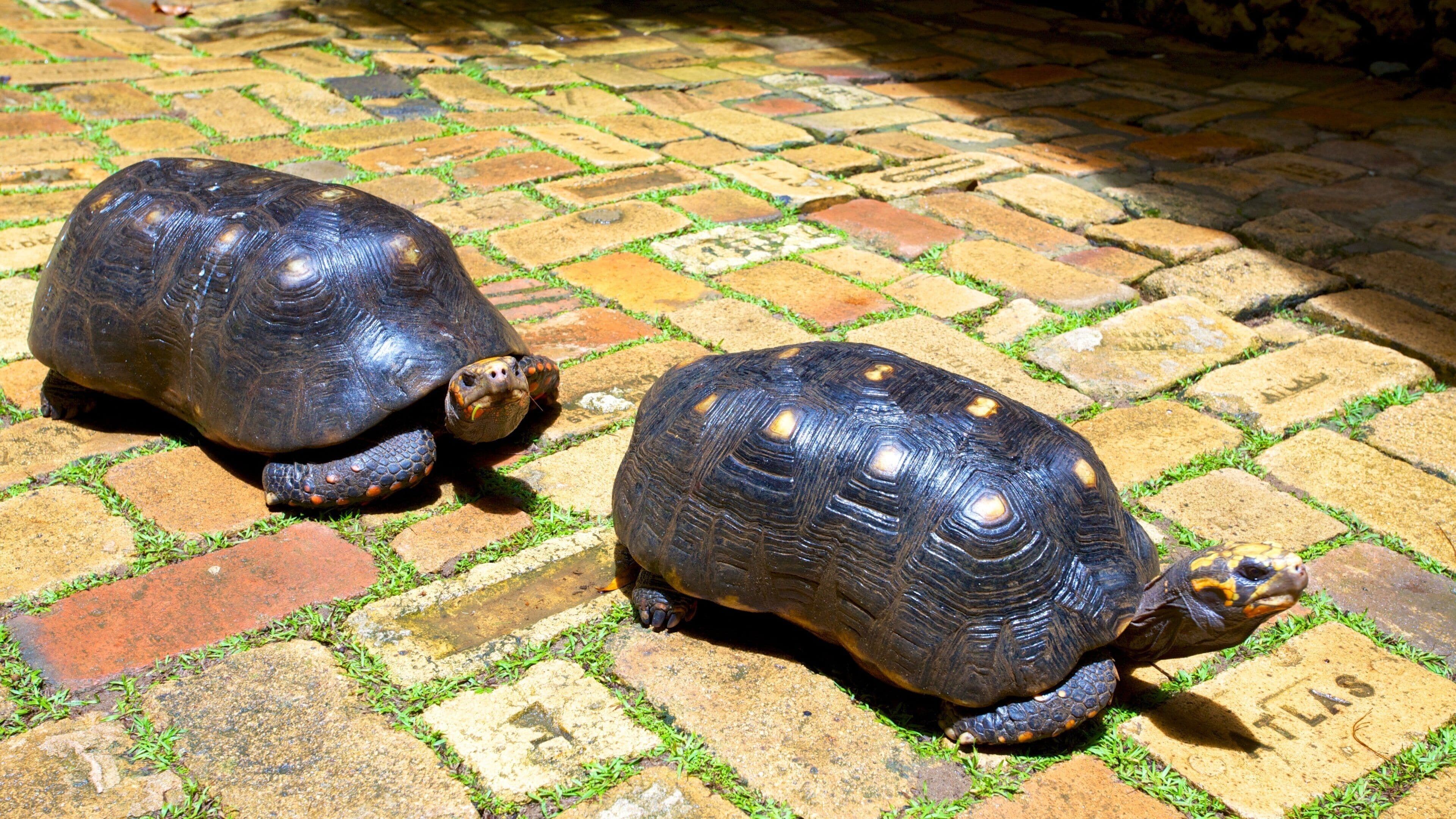 Barbados Wildlife Reserve som inkluderer sjøliv, koselige dyr og dyrehagedyr