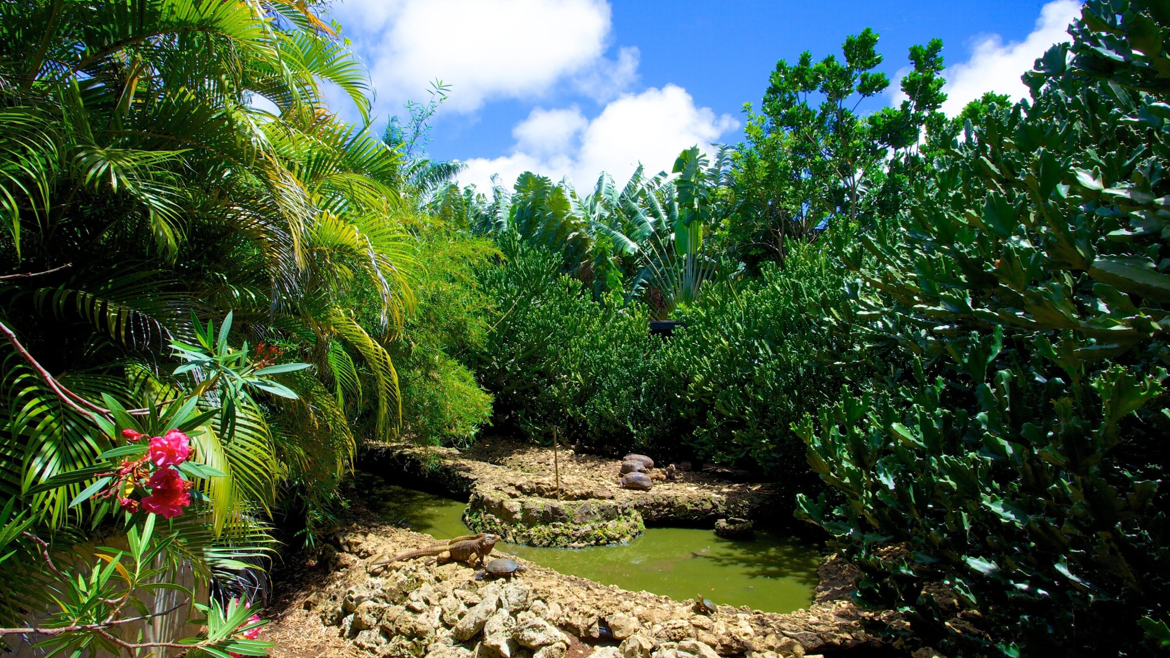 Barbados Wildlife Reserve fasiliteter samt dam, dyr og tropisk landskap