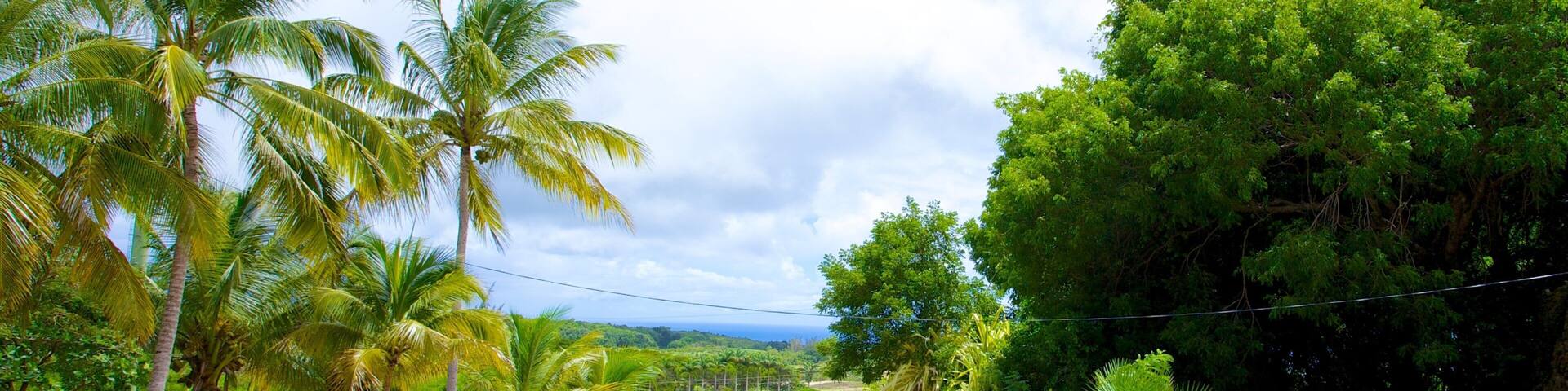 Barbados Wildlife Reserve mostrando cenas tropicais