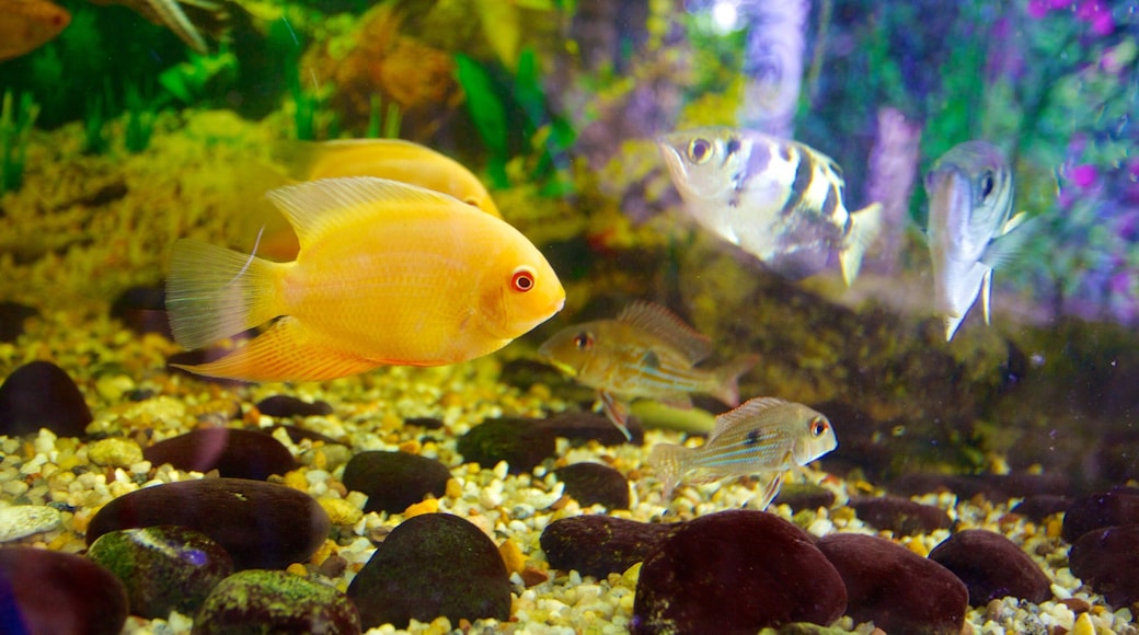 Barbados Wildlife Reserve som inkluderer sjøliv