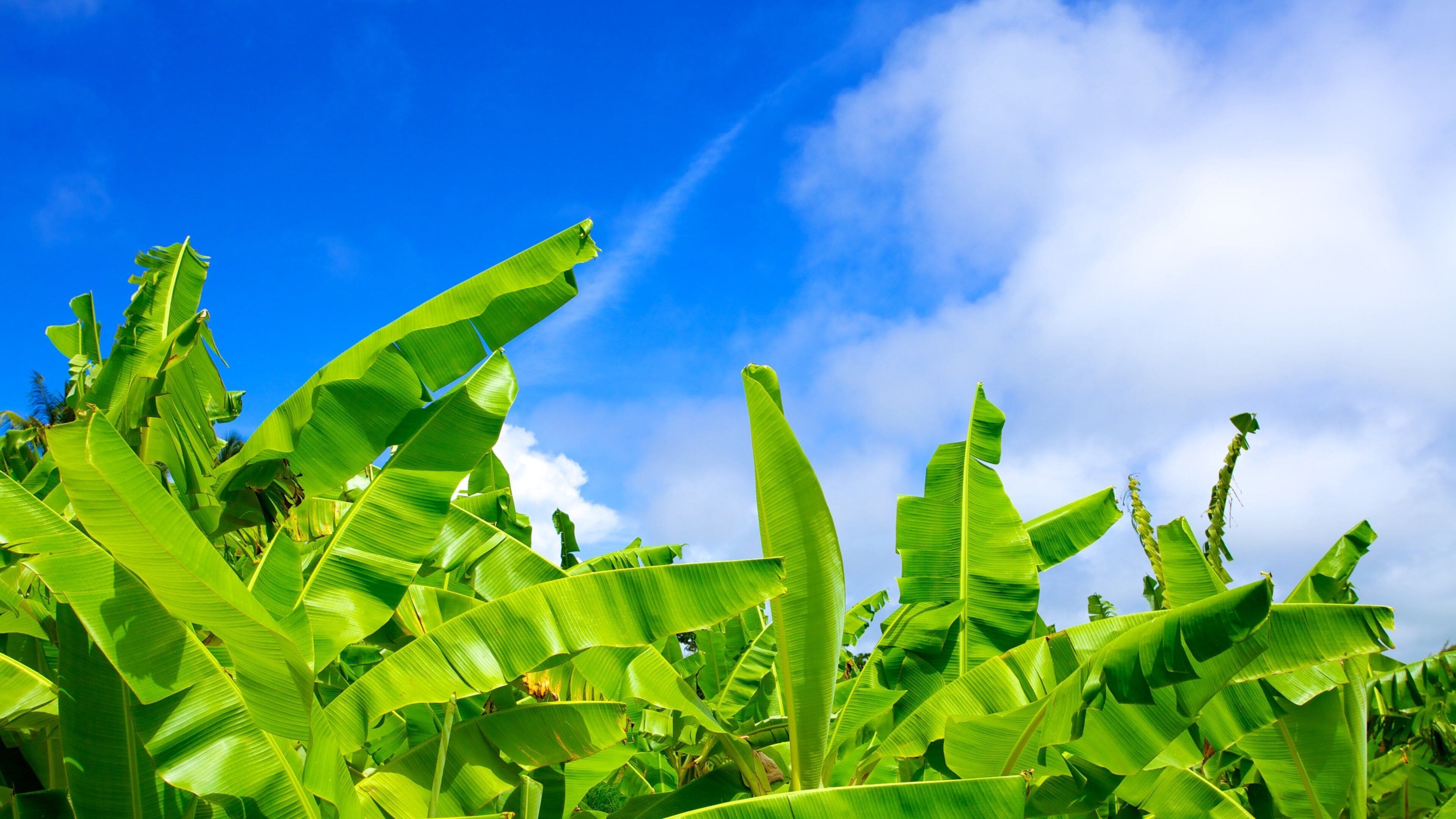 Barbados Wildlife Reserve showing tropical scenes