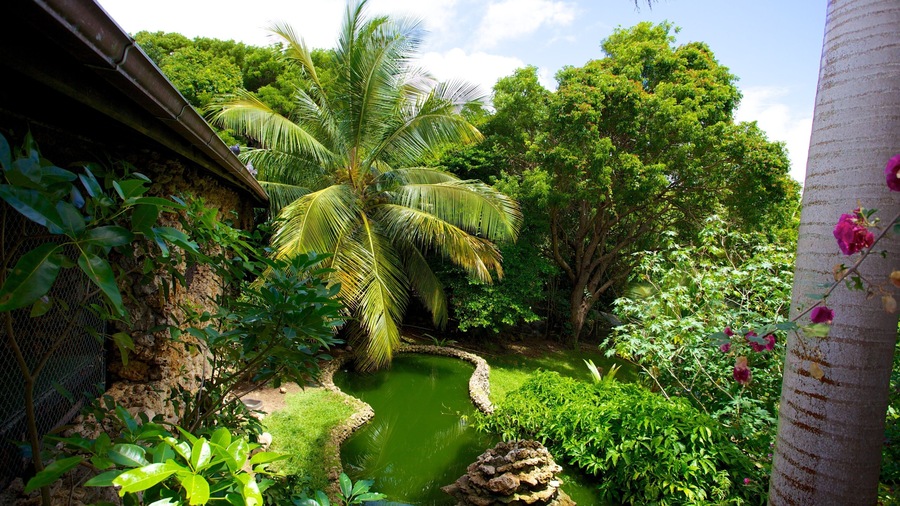 Barbados Wildlife Reserve which includes zoo animals, a pond and a park