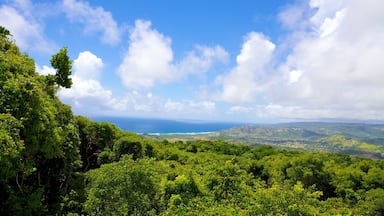 Barbados Wildlife Reserve which includes forest scenes and landscape views