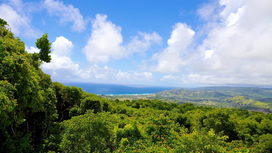 Barbados Wildlife Reserve featuring landscape views and forest scenes