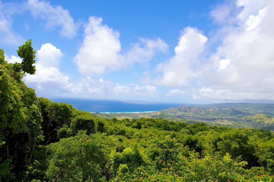 Üppige grüne Landschaft mit dichtem Blätterwerk, blauem Himmel und weiter Aussicht auf das Meer.