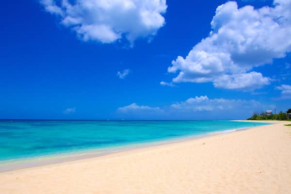 Brighton Beach showing tropical scenes, landscape views and a sandy beach