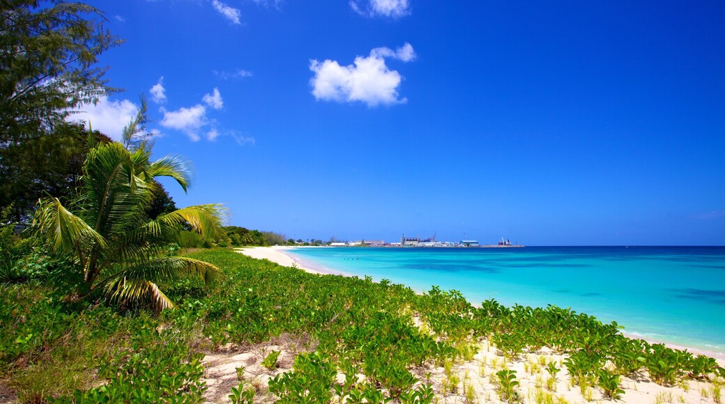 ブライトン ビーチ フィーチャー 自然の風景, ビーチ と 海岸線の眺め