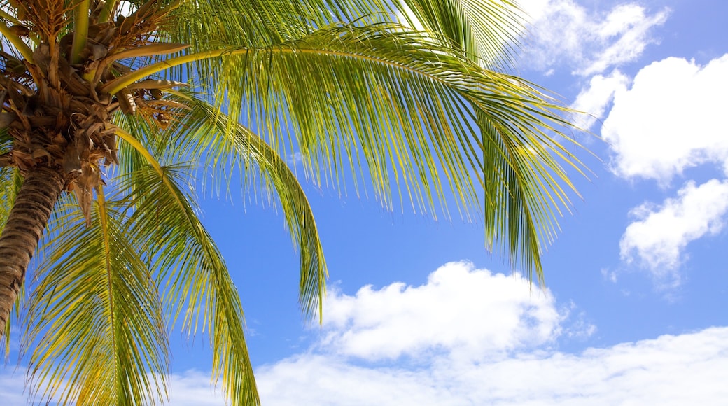 Dover Beach caracterizando paisagens litorâneas e cenas tropicais