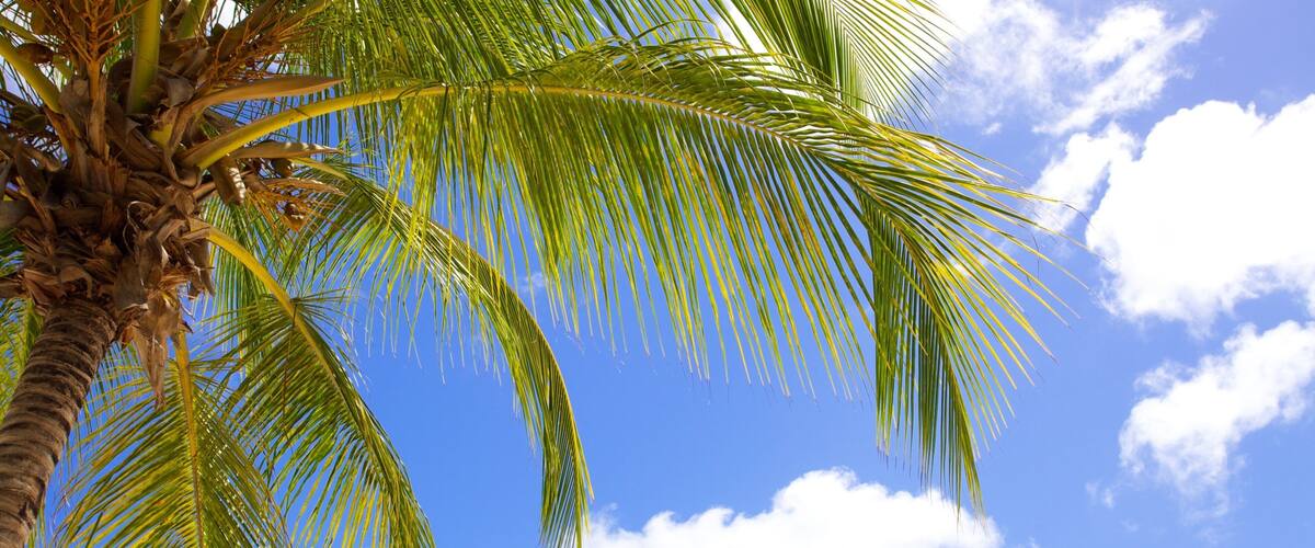 A palm tree against a clear blue sky with scattered clouds.