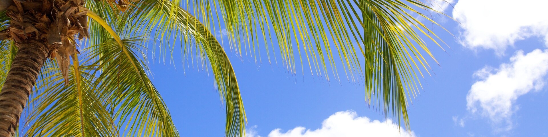 A palm tree against a clear blue sky with scattered clouds.