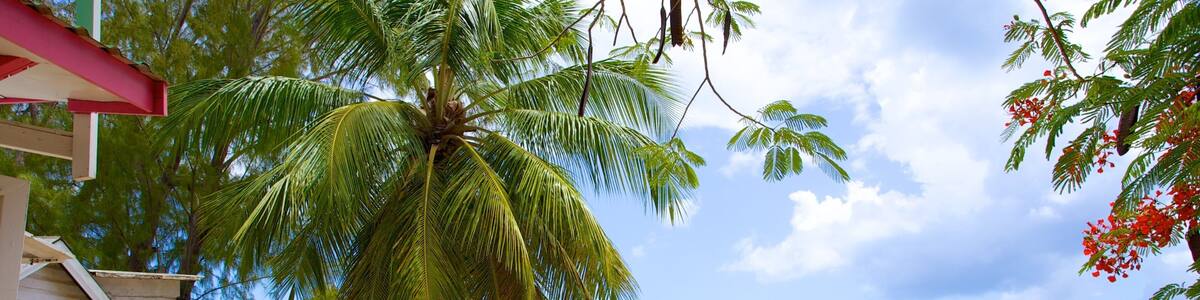 A beach with palm trees, colorful umbrellas, and beach chairs.