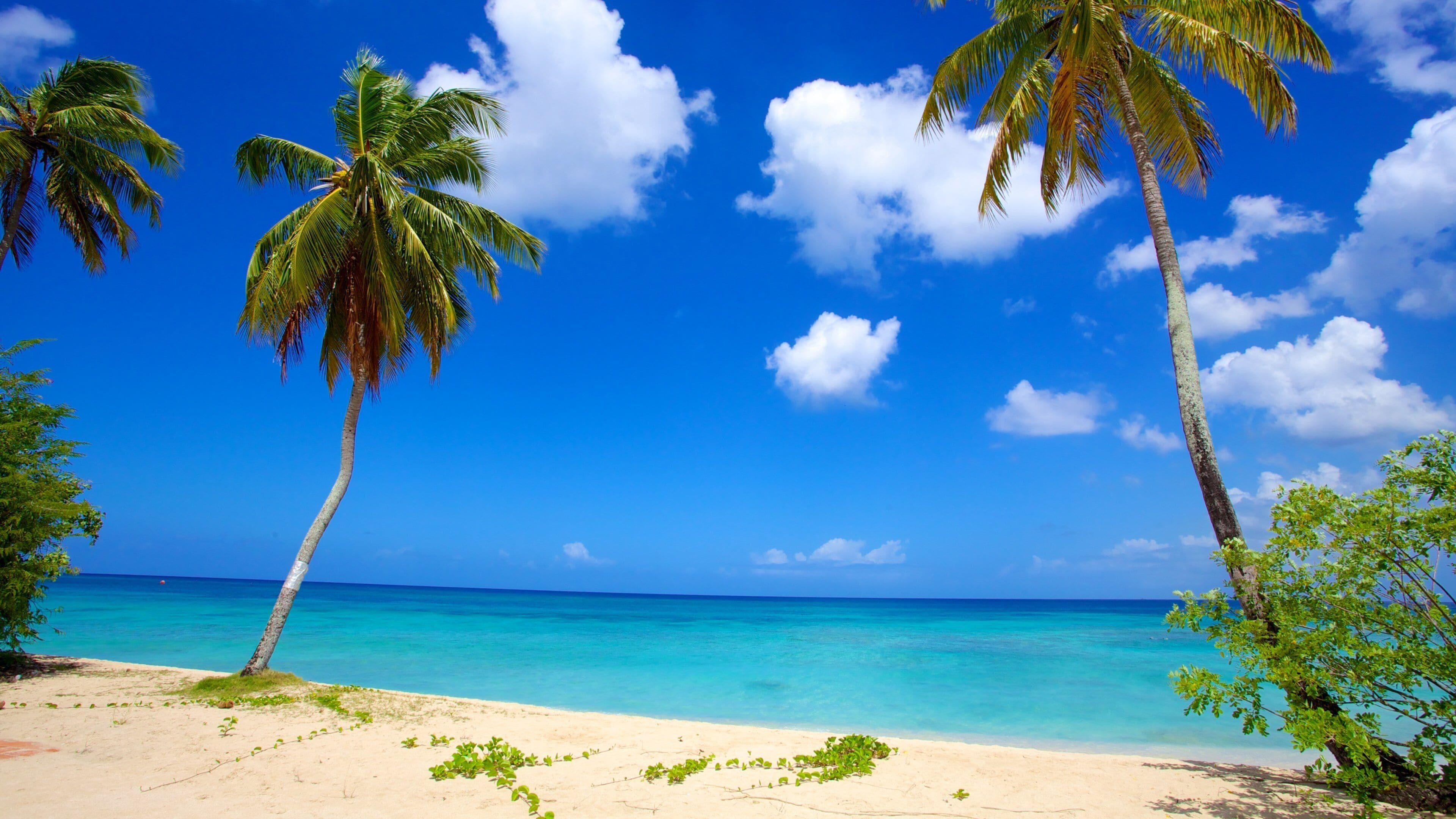 パラダイス ビーチ (ブリッジタウン) - ツアーとアクティビティ