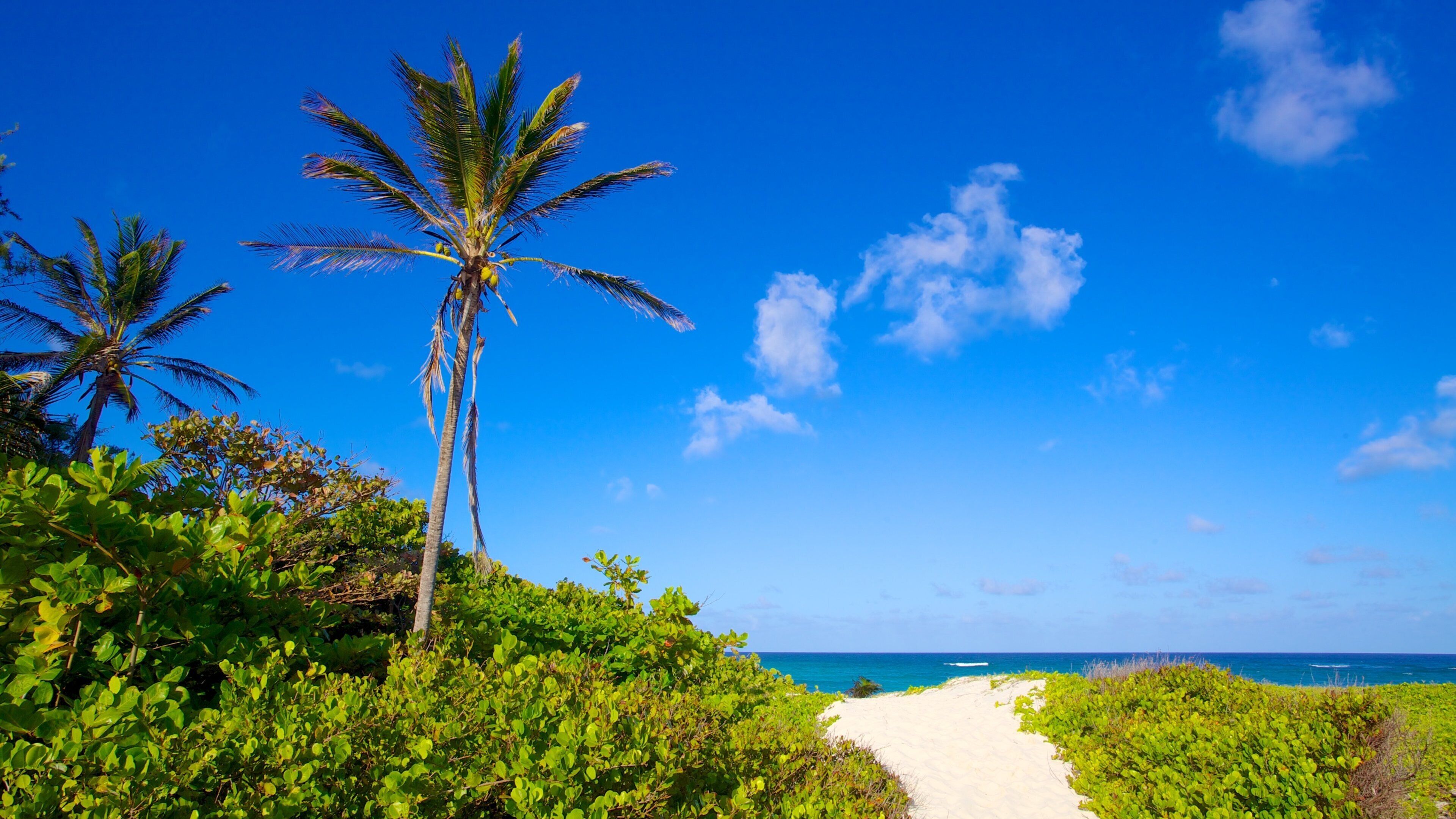 Silver Sands Beach showing tropical scenes and a beach