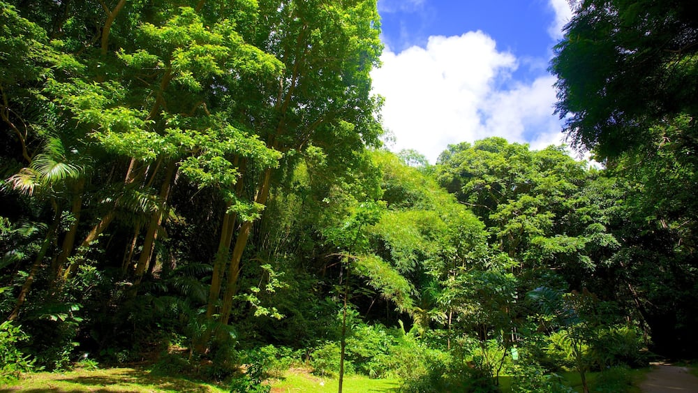 A dense forest with tall trees and a clear sky.